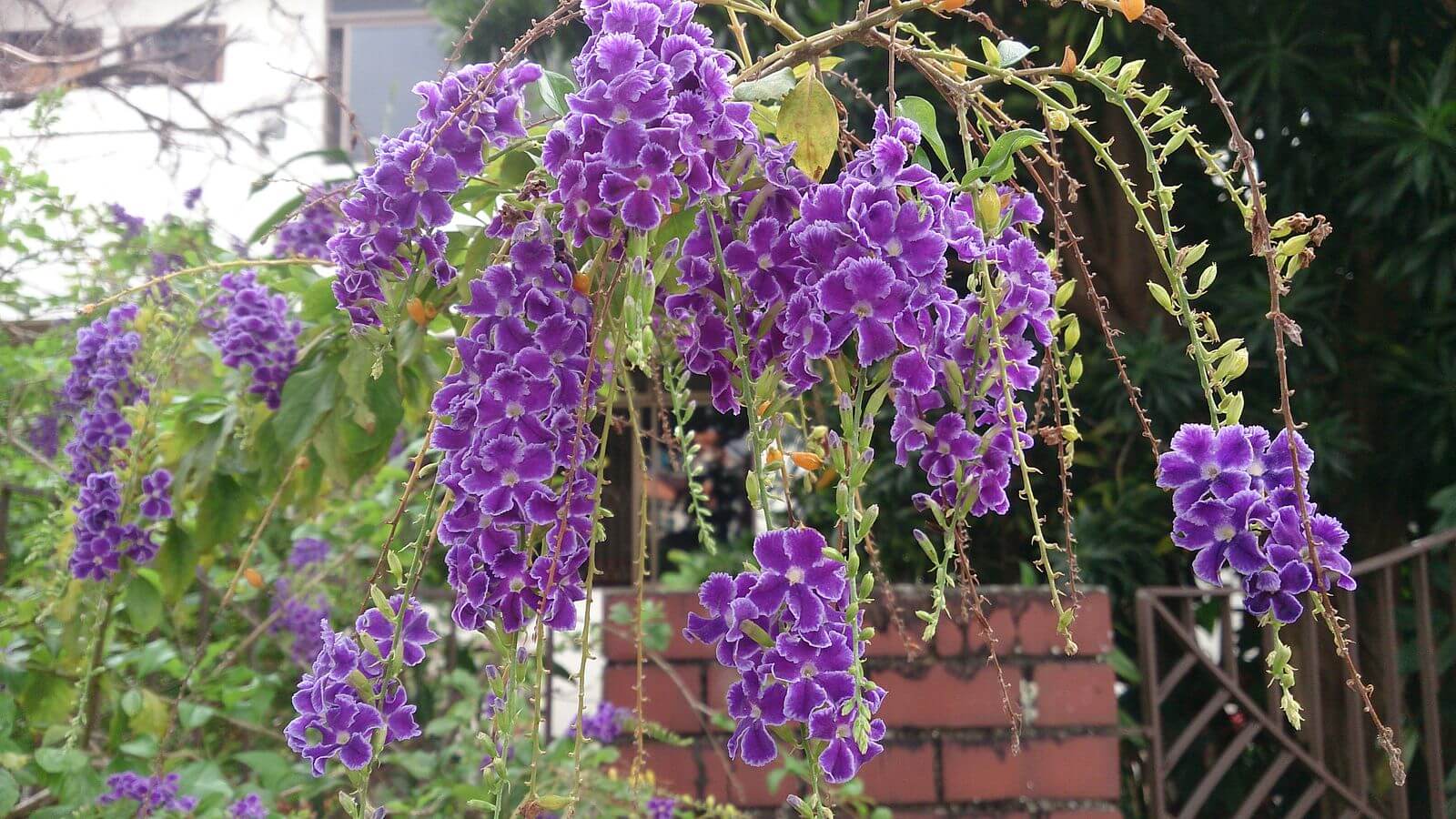 Duranta erecta 'Sapphire Shower'
